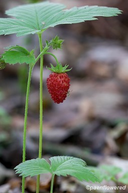 Fruit